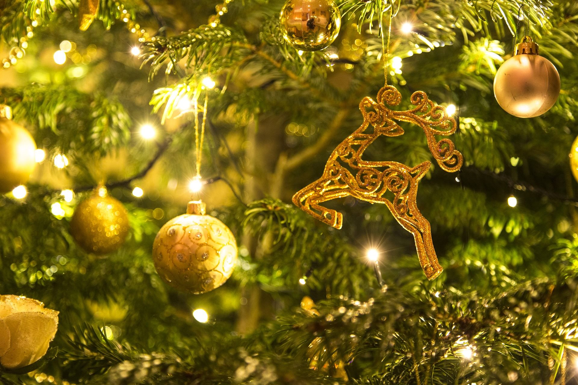 Christbaum loben: Wählt den schönsten Weihnachtsbaum der Nordoberpfalz!