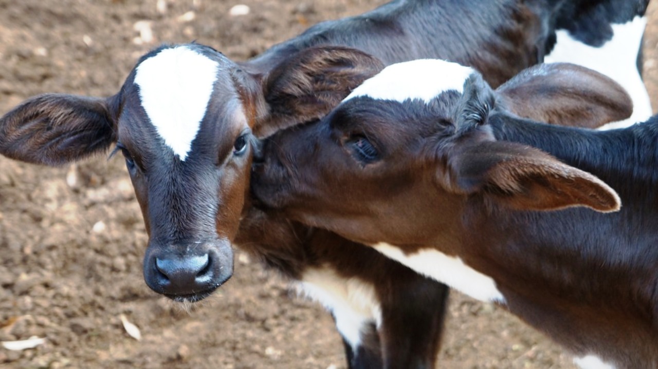 Tiertransporter mit Vollbremsung – Horde Kälber prallt gegen Bordwand