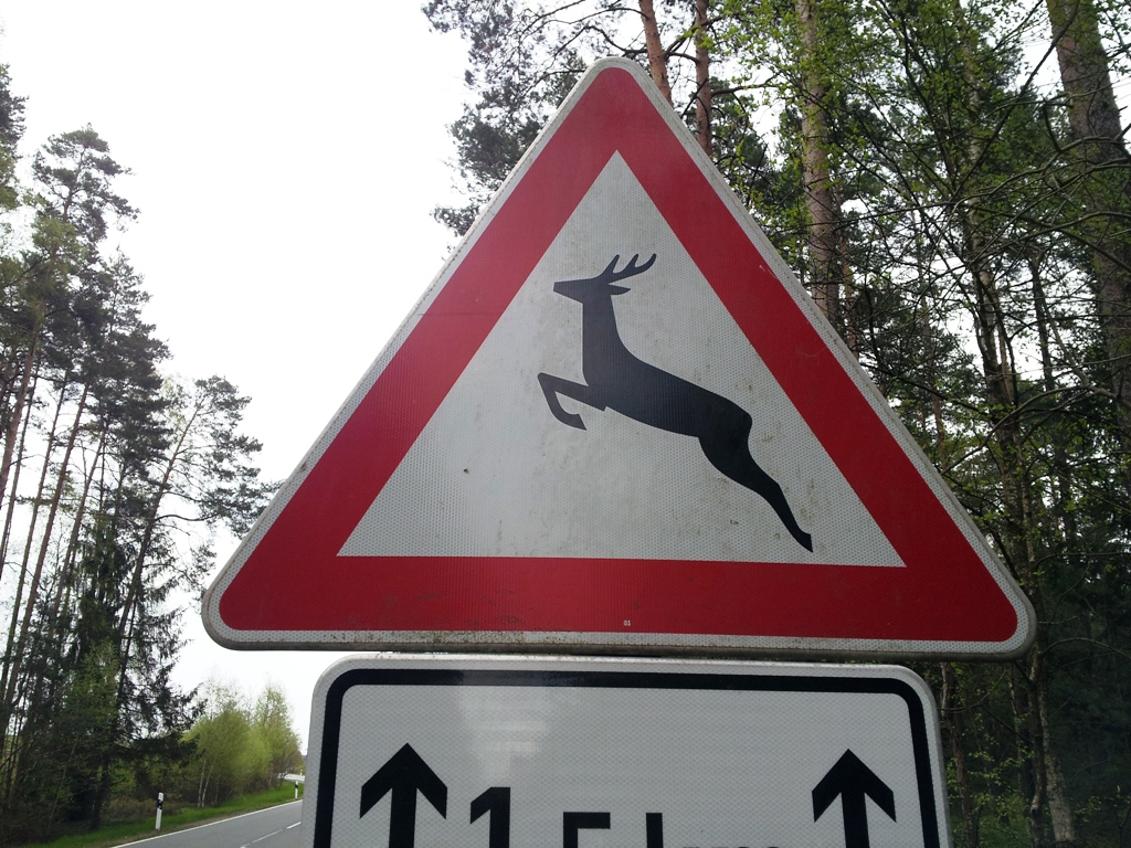 Motorradfahrer kracht in Reh