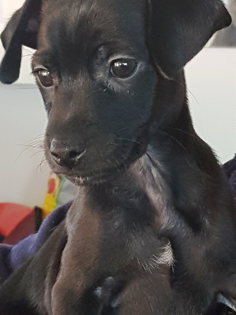 [Update] Hundewelpen-Besitzer gesucht