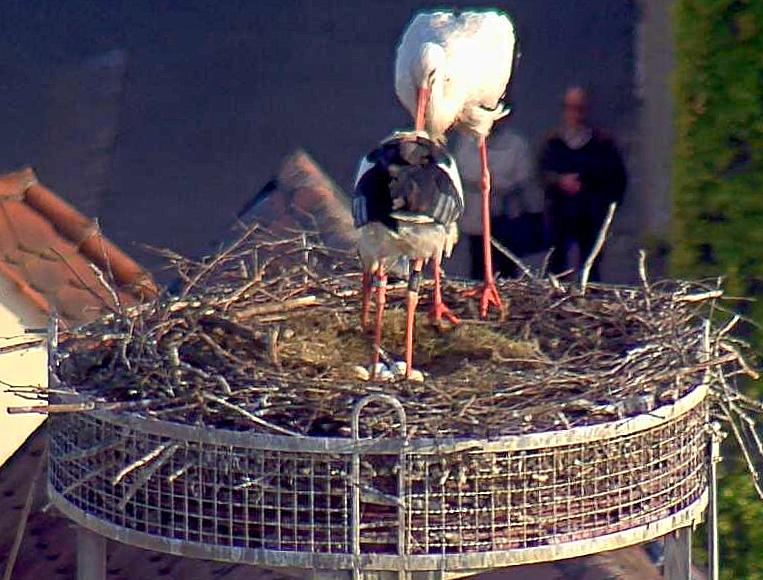 Fünf Eier im Horst bei Familie Adebar in Weiden