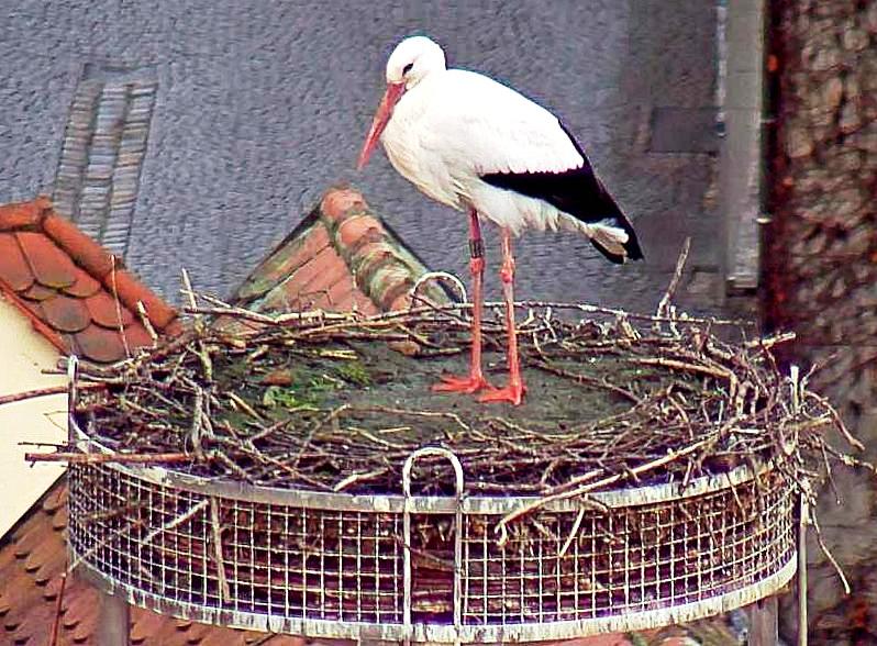 So früh wie nie: Storch zurück in Weiden