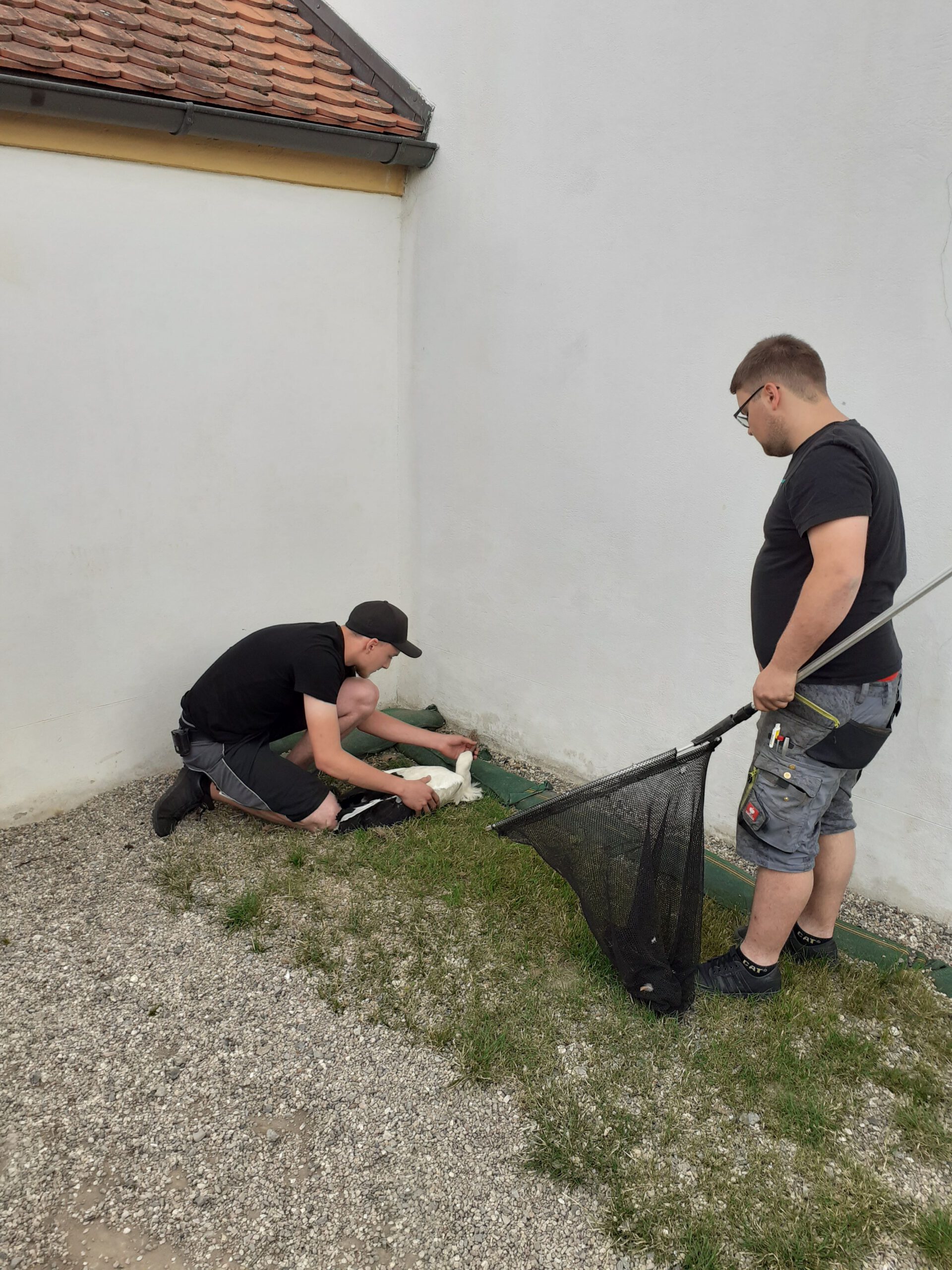 Verletzter Storch gerettet