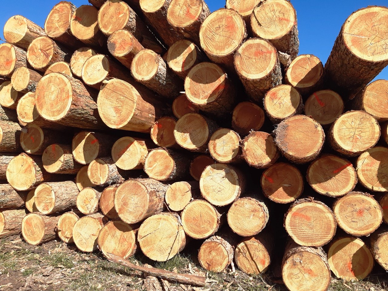 Holzplatz lockt dreiste Diebe