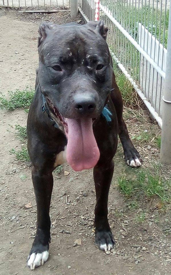 [Update] Kampfhunde verletzen zwei andere Hunde: Polizei sucht Hundehalter