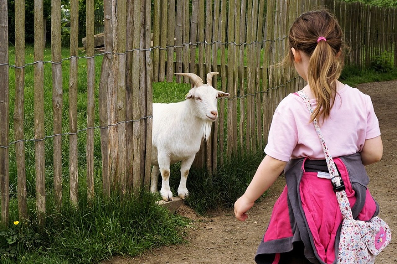 Strahlende Kinderaugen beim Goaßabtrieb der Siedler