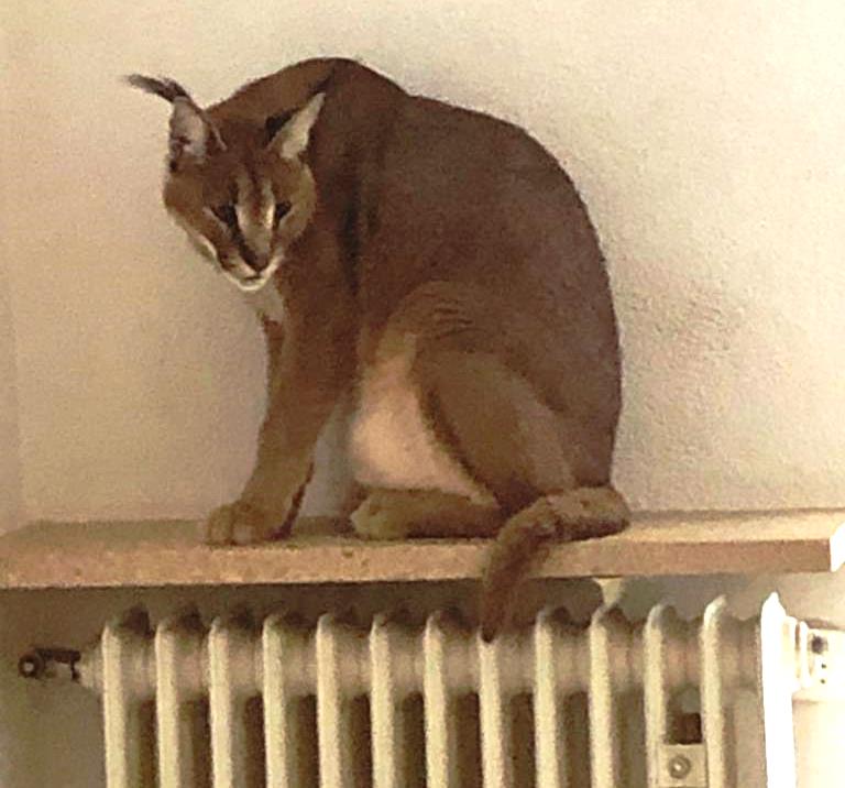 Tierischer Einsatz: Wüstenluchs in Weidener Küche