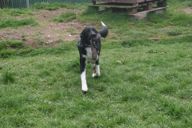 Bordercolliemix Olaf sucht nette Familie