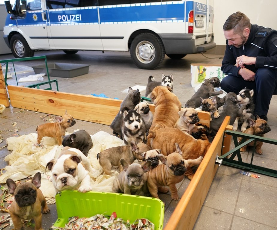 37 Welpen in Kisten und Käfigen: Illegaler Tiertransport gestoppt