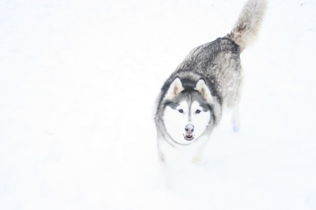 Husky-Mädchen Maya sucht dringend eine Familie