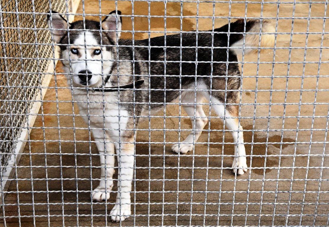 Kehrtwende beim Tierheimneubau in Weiden