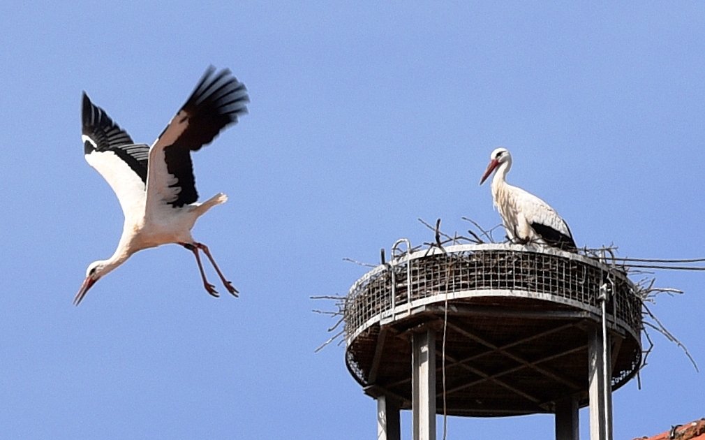 Servus Weiden: Störche fliegen in den Süden