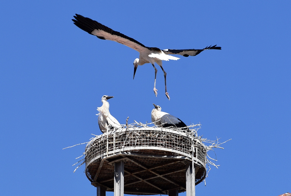 Flugtraining auf dem Dach des Alten Schulhauses 