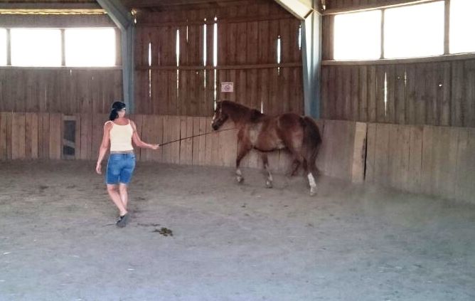 Kleines Update zum Pferd aus dem Morast