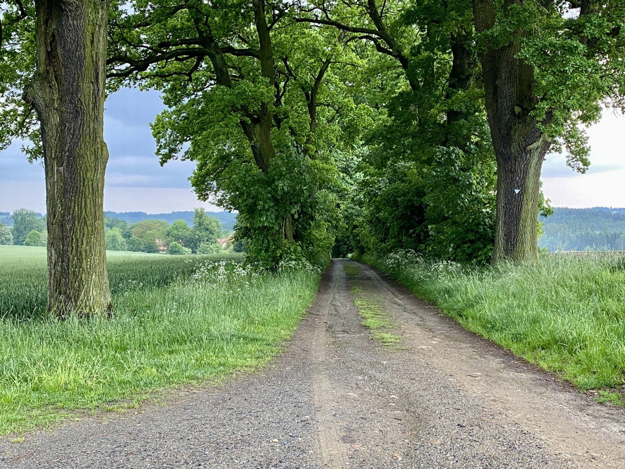 Allee nach Wöllershof: Wem gehört sie, wer trägt die Kosten?
