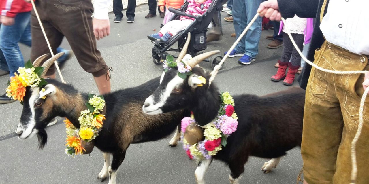 Almabtrieb in Neustadt am Kulm