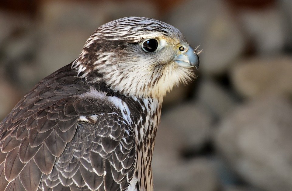 Baumfalke auf Abwegen
