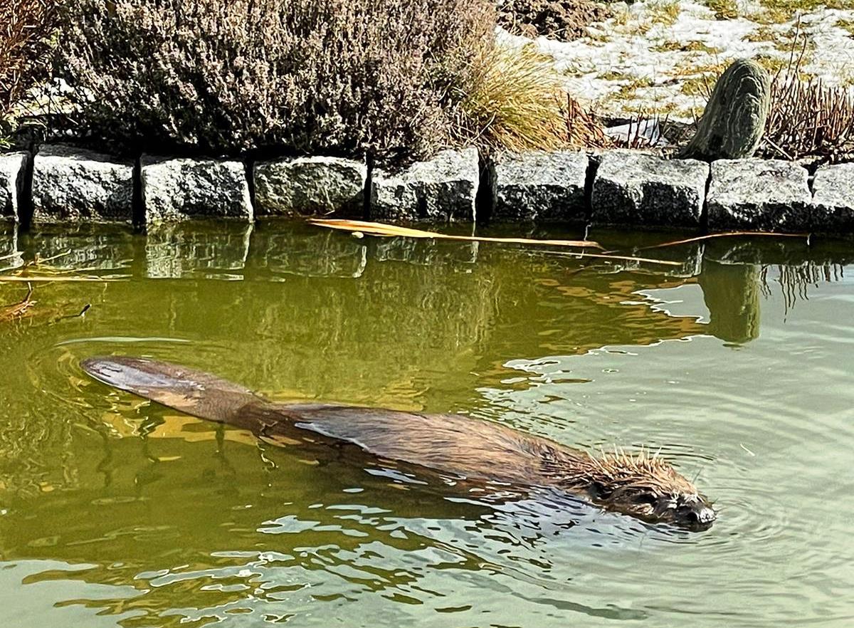 Ungewöhnlicher Badegast im Gartenteich