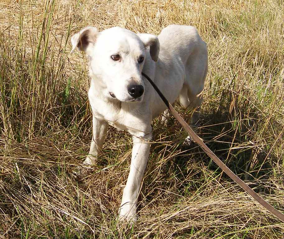 Fundhund eingefangen