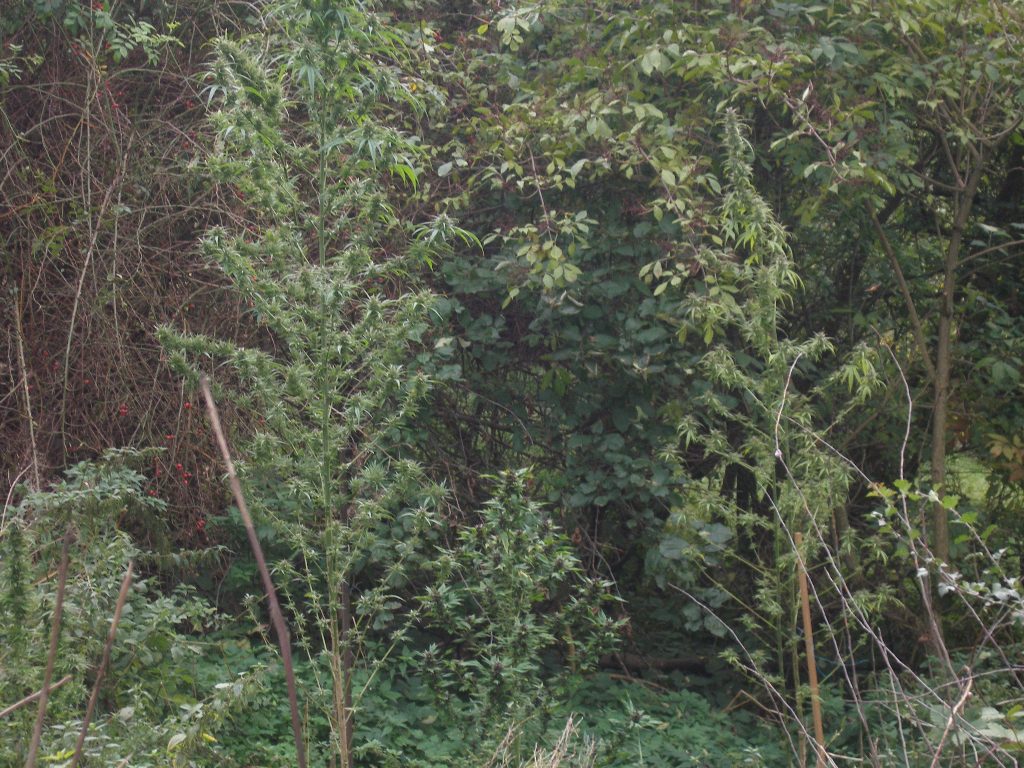 Cannabisanbau aufgeflogen