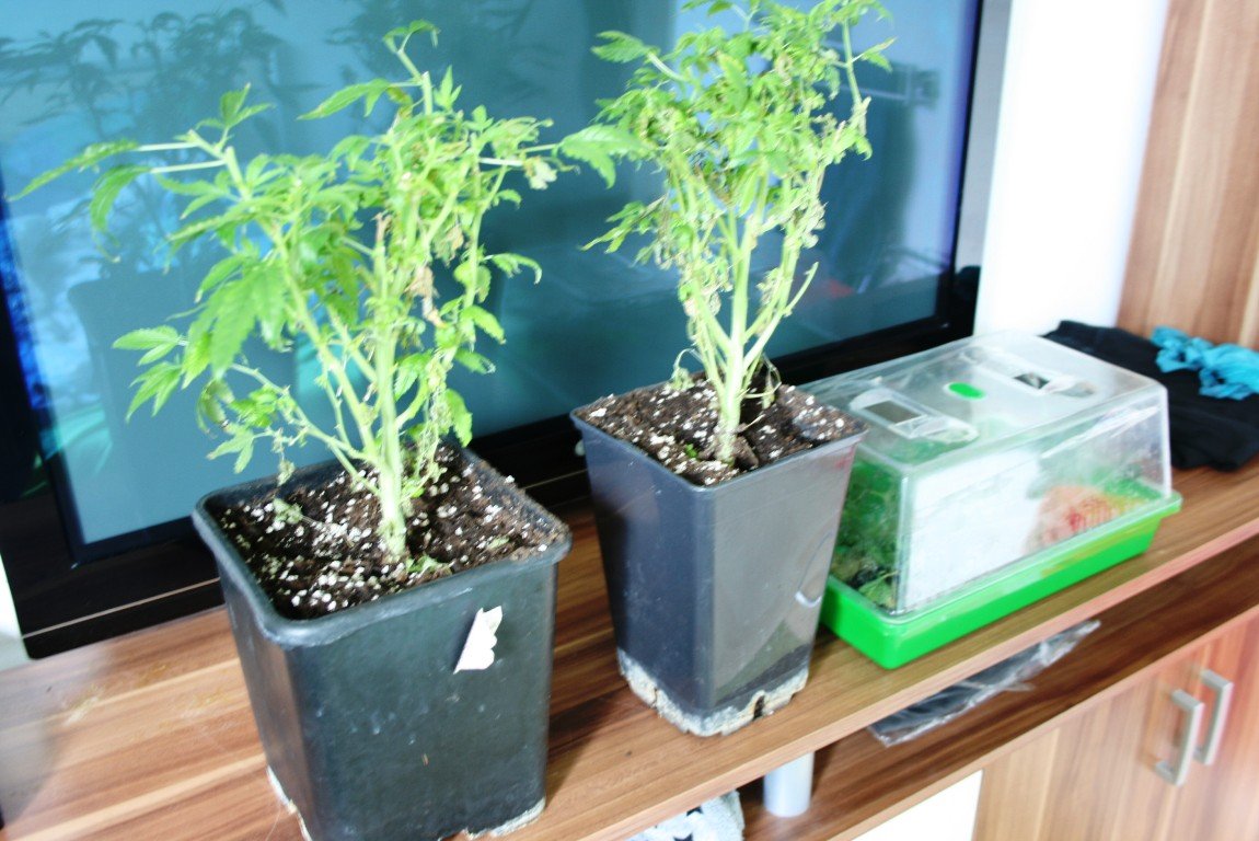 Polizei deckt Marihuana-Anbau auf