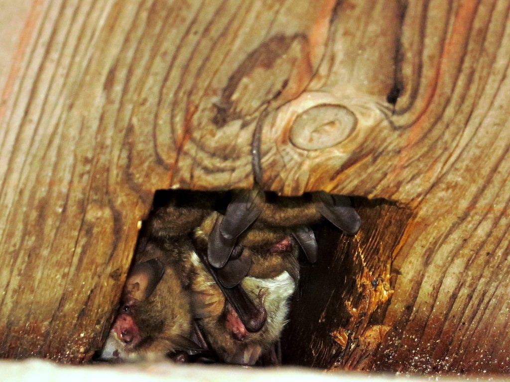 Sechs Fledermausarten unter einem Kirchendach