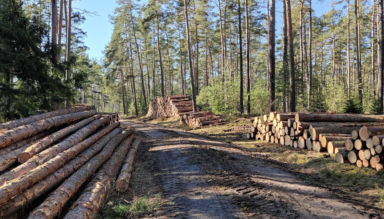 Wer hat Baumstämme aus Waldstück gestohlen? 