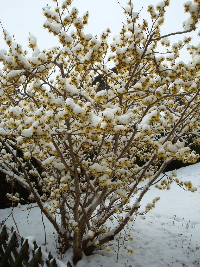 Zaubernuss: Winter versus Frühling