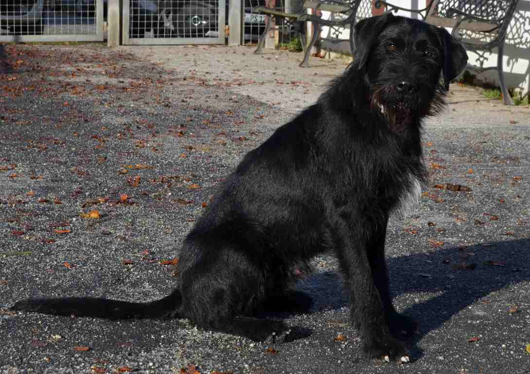 Riesenschnauzer-Mix Bobby sucht neue Familie