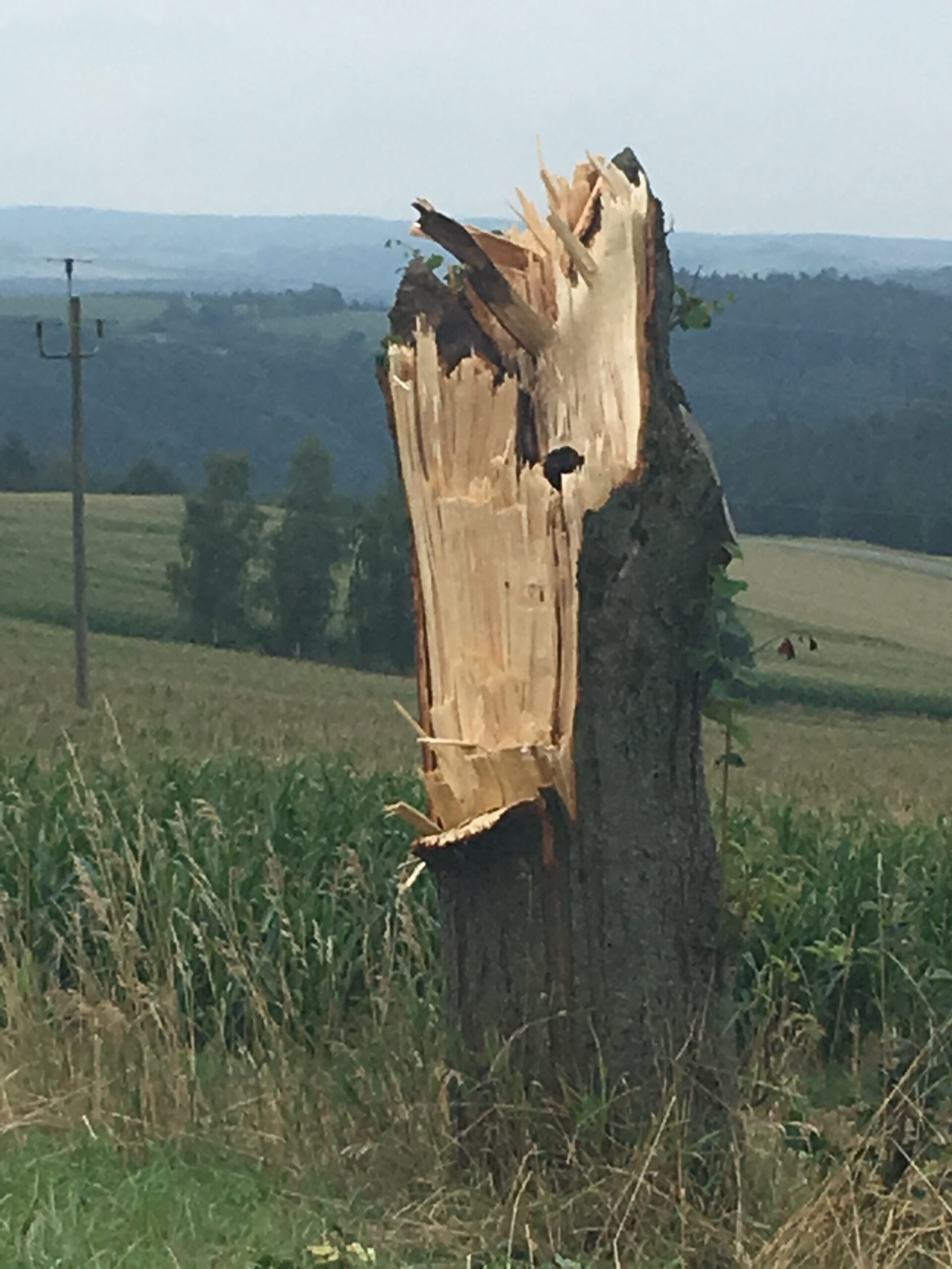Gewitterschaden: Buche muss dran glauben
