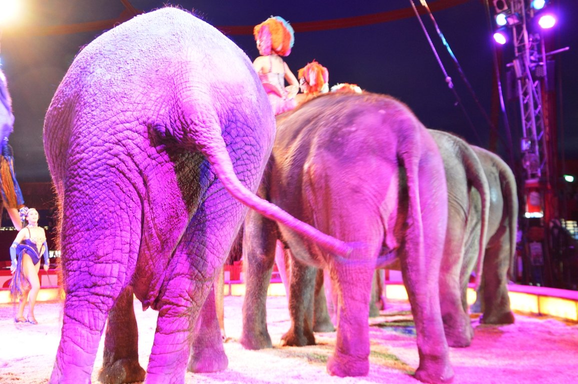 Jusos Nordoberpfalz fordern Wildtierverbot im Zirkus