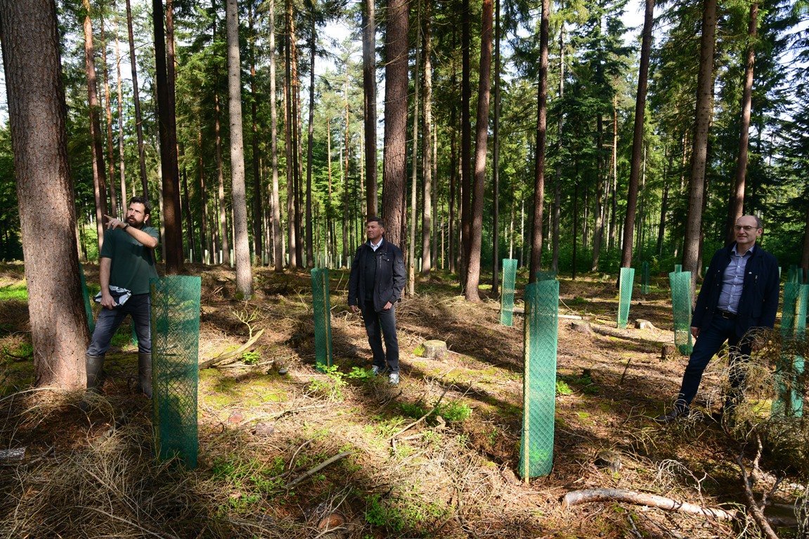 Borkenkäfer und Trockenheit: Wie Laubbäume den Wald retten