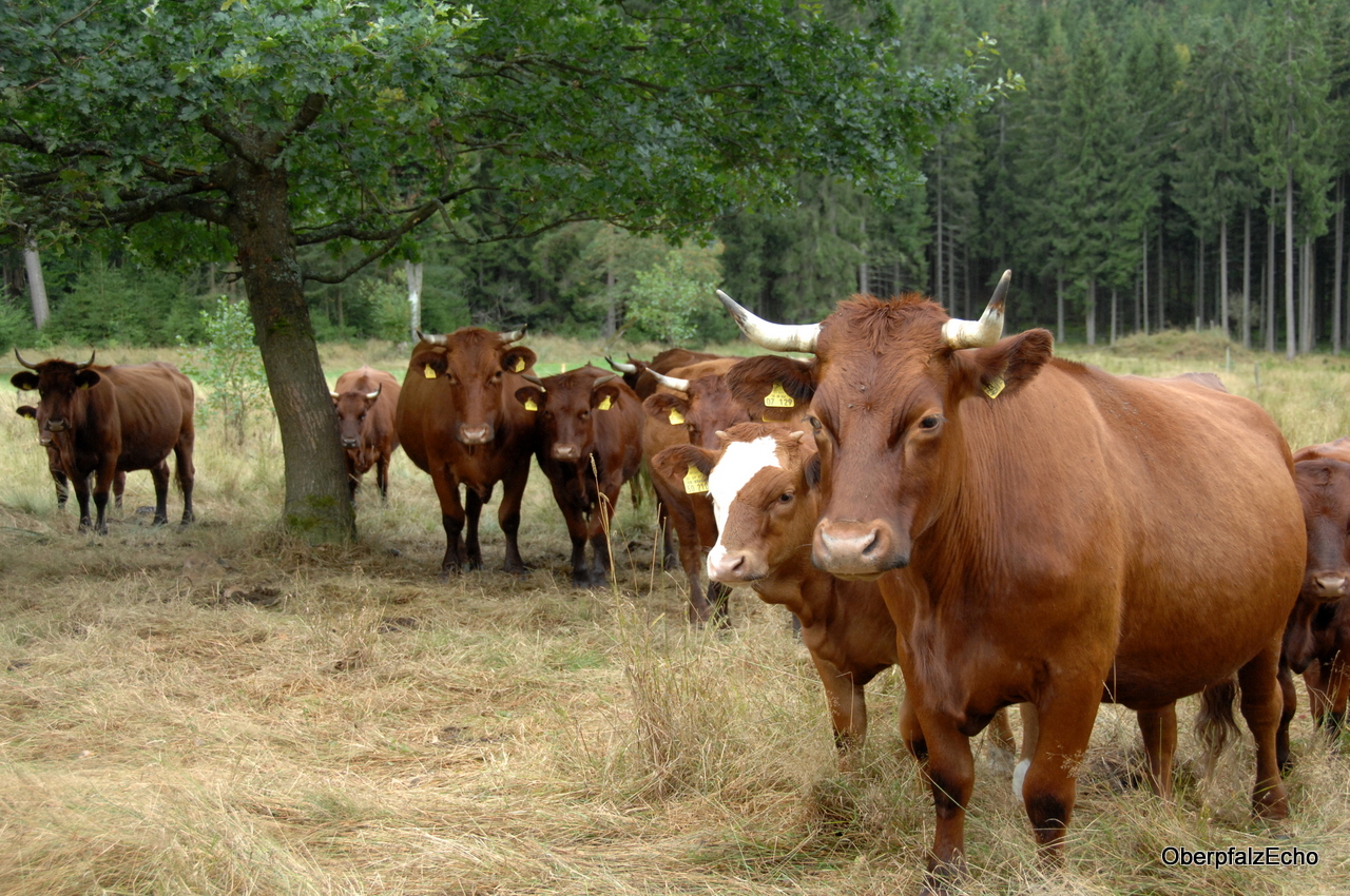 Ökologischer Landbau: Bundessieger aus dem Steinwald?