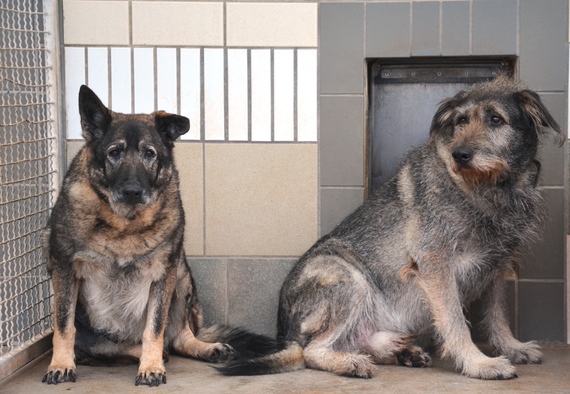 Tierheim Weiden rettet vier Hunde und 13 Katzen