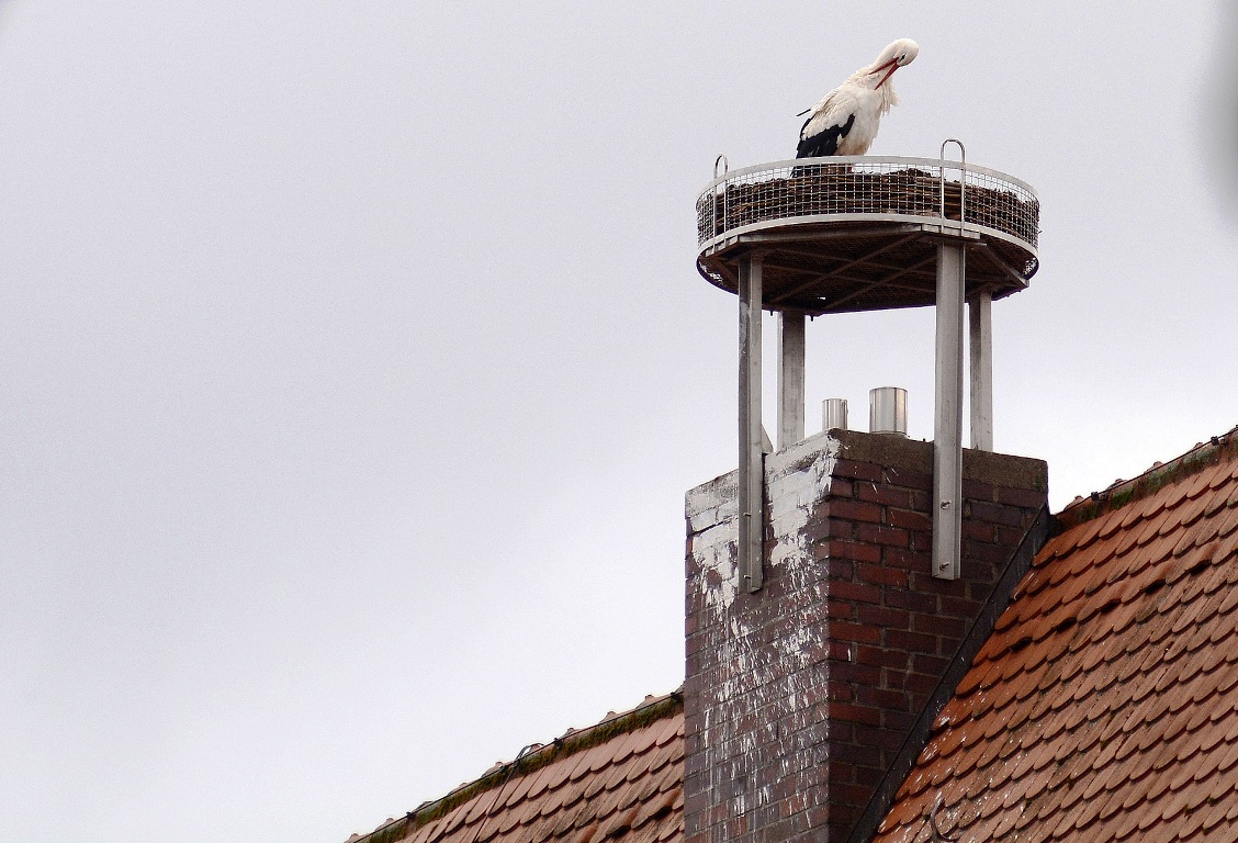 Der Storch im neuen Horst wartet auf seine Partnerin