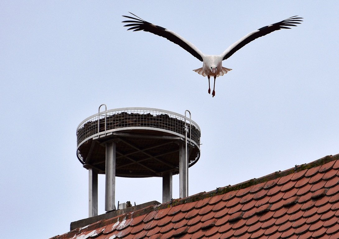 Papa Storch fliegt als letzter: Ab ins Winterquartier