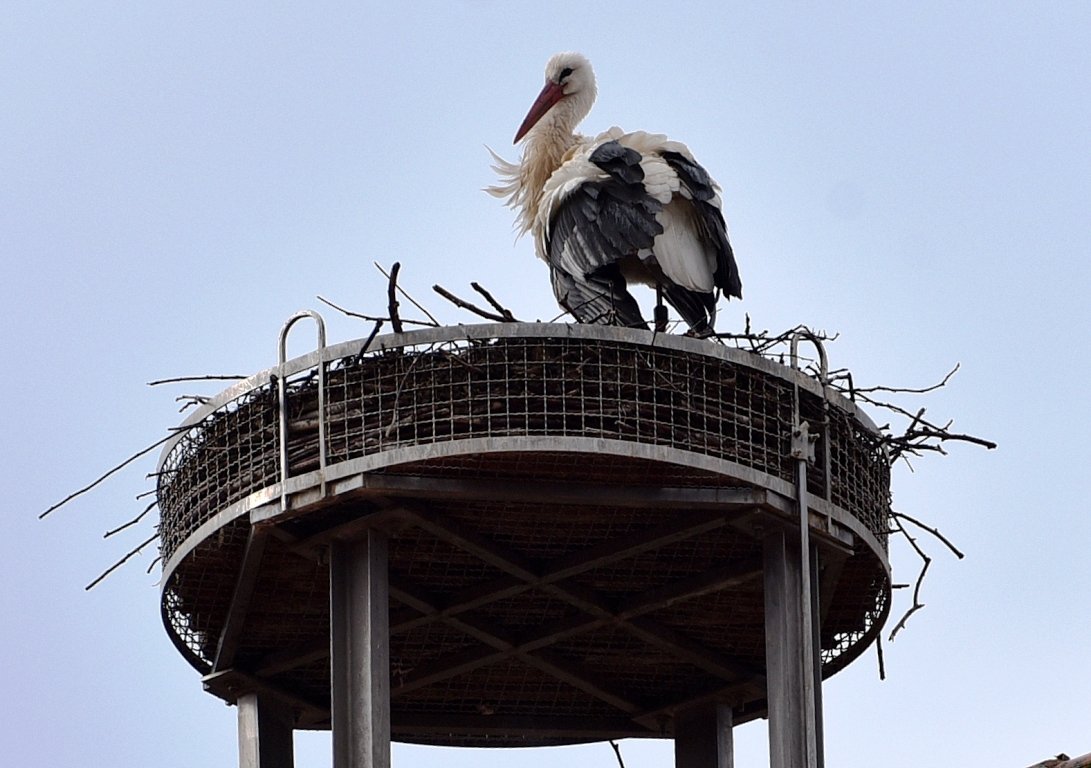 Erster Storch zurück: Bald zwei Paare in Weiden?