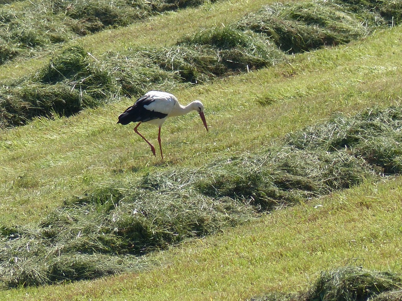 Storch hilft bei der Heuernte