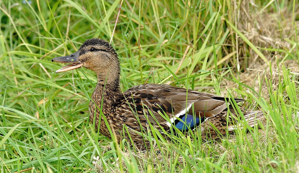 Fall von Vogelgrippe in Weiden bestätigt