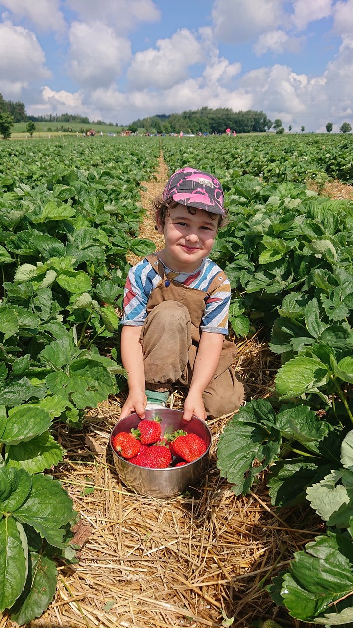 Ernteglück am Erdbeerfeld: 100 Gramm-Frucht gefunden