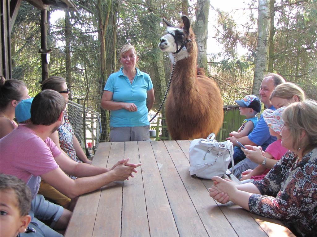 Auf Tuchfühlung mit Lamas und Alpakas