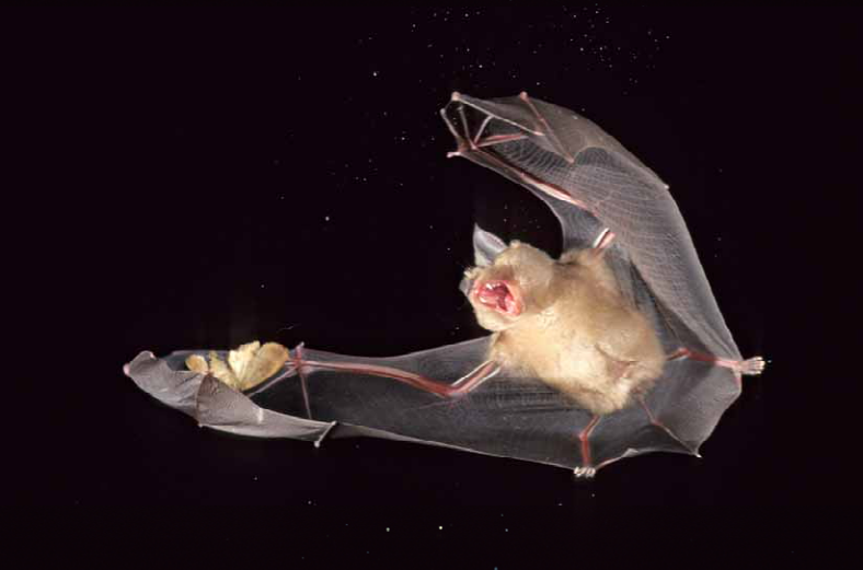 Batman Returns – in Weidens Schlafzimmer