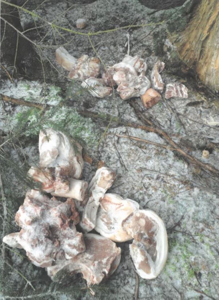 Försterin findet Fleischbrocken im Wald – Polizei ermittelt