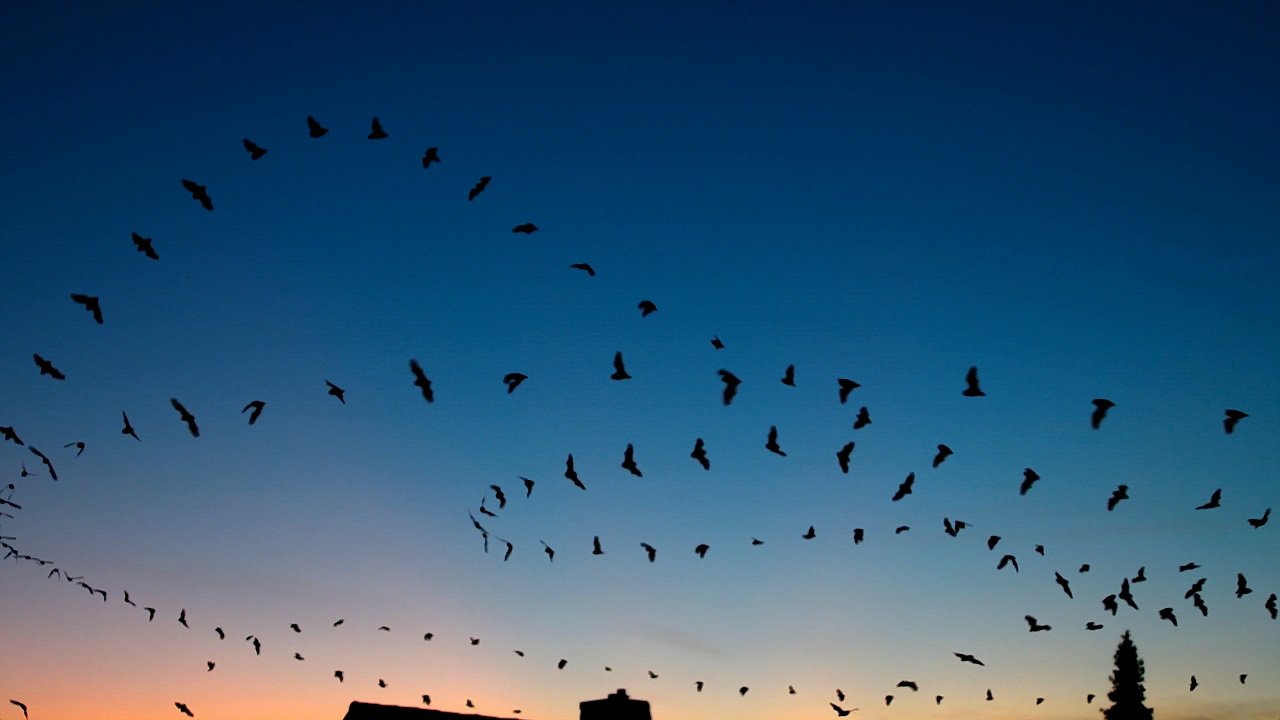 Beeindruckende Fotografie: Fledermäuse am Abendhimmel 