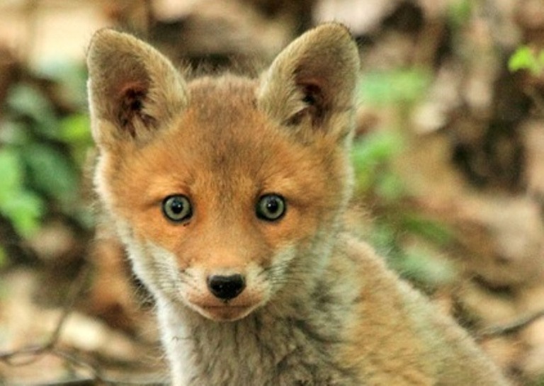 Fuchsbabys angespühlt