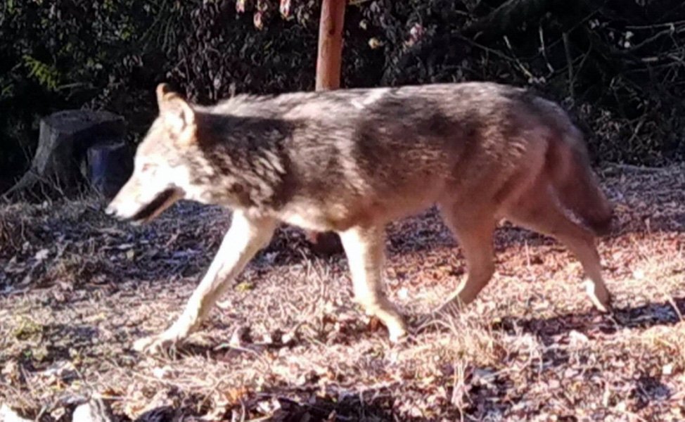 So stehen die Nordoberpfälzer zum Wolf