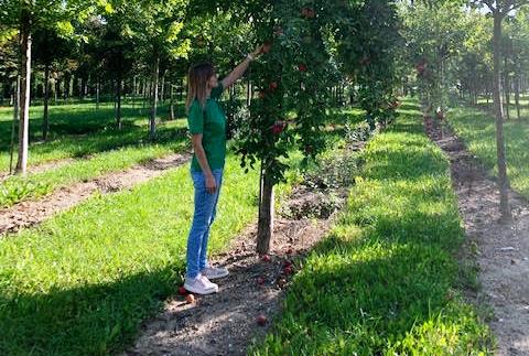 Bäume für Naschkatzen: Obstbäume im Herbst pflanzen und gleich abernten