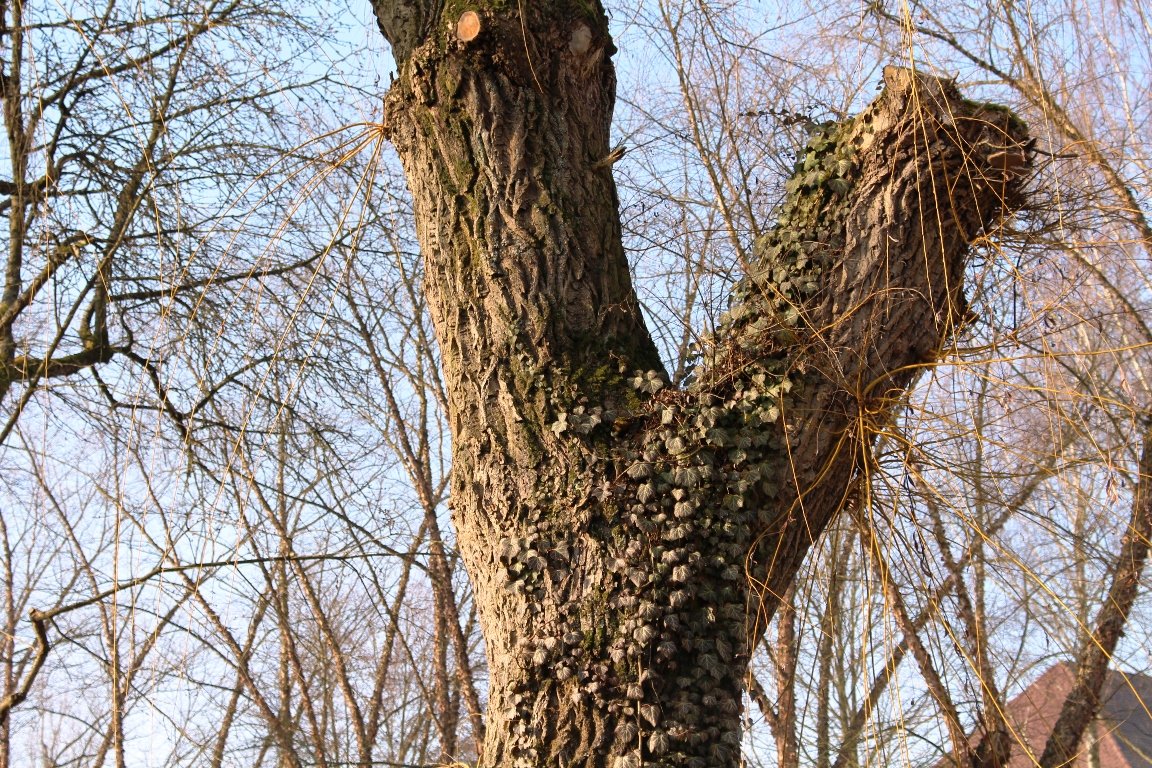 Wegen herabfallender Äste: Rentner tötet Baum