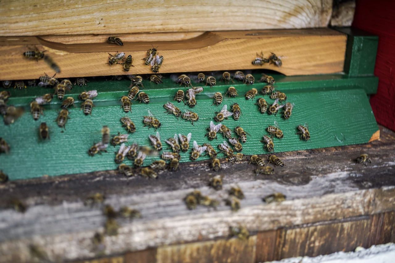 Polizei sucht „Bienenhasser“