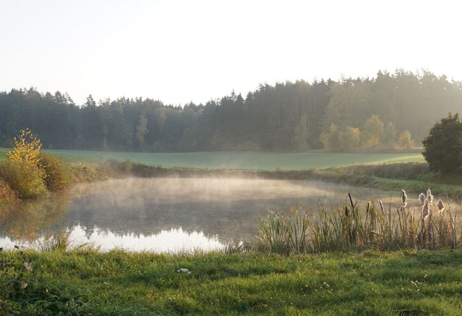 Vom Büro an den Weiher: Fischzucht Siller